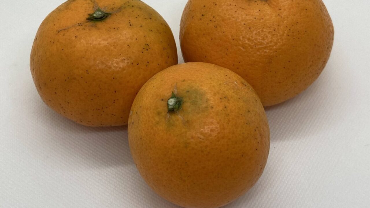 はれひめ
