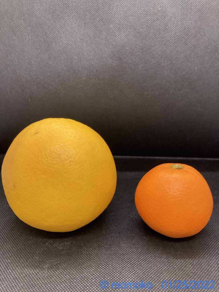 グレープフルーツ　ネーブルオレンジ